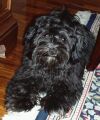 Yasper dit Benot  bichon havanais  Havaneser