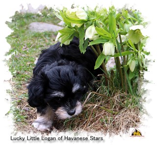 Havanese Stars - Marguerite Seeberger - Havaneser - Havanais