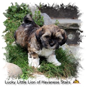 Havanese Stars - Marguerite Seeberger - bichons havanais