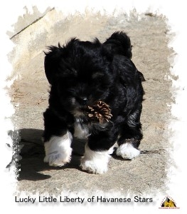 bichons havanais Havanese Stars - Marguerite Seeberger