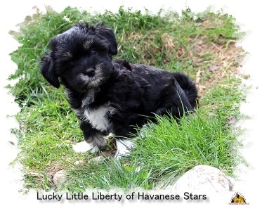 Havanais - Havaneser - Havanese Stars - M. Seeberger