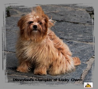 Havanais, bichons, Havaneser, Havanese Stars Marguerite Seeberger