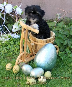 Havaneser, bichons havanais, Havanese Stars Marguerite Seeberger