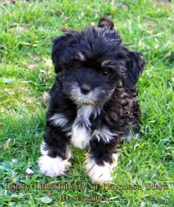 bichons havanais Havanese Stars - M. Seeberger