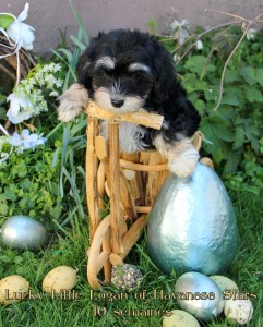 Havanais, Havaneser, Havanese Stars Marguerite Seeberger