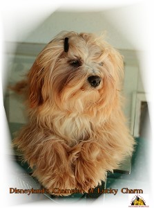 bichon havanais - Havaneser, Havanais, Havanese Stars - Marguerite Seeberger