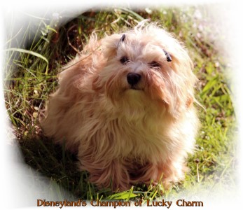 Bichon havanais, Havaneser, Havanese Stars Marguerite Seeberger