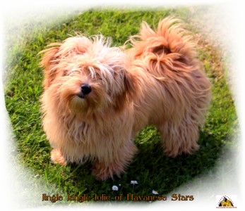 bichon havanais fauve, havaneser, havanese Stars