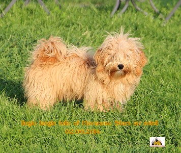 Jingle Jangle Jolie at Havanese Stars - 7 mois
