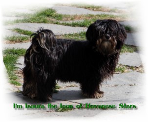 Havanese black and tan Havanese Stars (FCI) - M. Seeberger