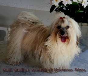 bichon havanais femelle of Havanese Stars (FCI) M. Seeberger