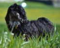 Victorin Havanese Stars  10 mois