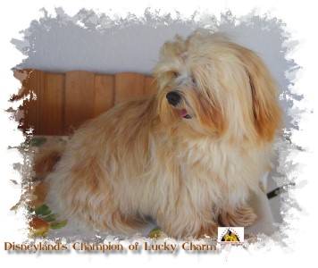 Havanese Stars bichon havanais Havaneser Marguerite Seeberger