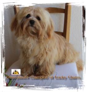 Havanese Stars - Havaneser - Havanais - Bichons - Marguerite Seeberger