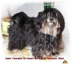 bichons havanais, Havaneser, Havanese Stars - Marguerite Seeberger