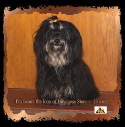 Havaneser Hndin Zucht Havanese Stars - Marguerite Seeberger