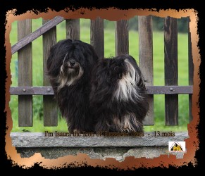 black and tan female bichon Havanese - Havanese Stars - M. Seeberger