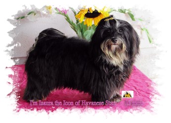 Bichon havanais Havanese Stars - M. Seeberger