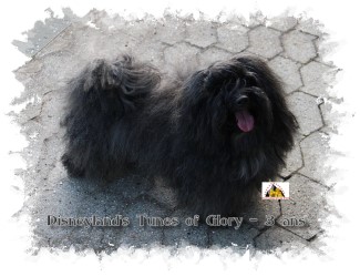 bichon havanais bring Brindel Havaneser Havanese Stars