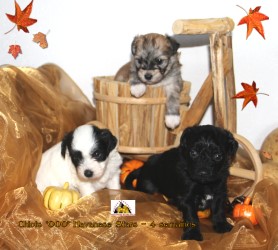 chiots OOO Havanese Stars - M. Seeberger