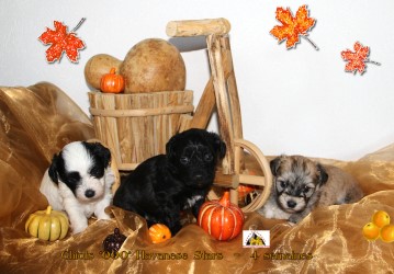porte OOO Havanese Stars - Marguerite Seeberger