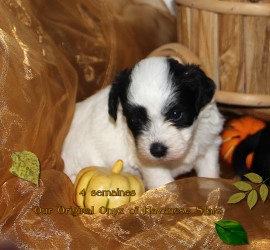 chiot bichon Havanais femelle Our Original Onyx of Havanese Stars