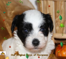 bichon Havanais femelle blanche, masque et oreilles noires Havanese Stars
