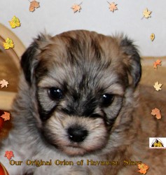 Bichon havanese mle 4 semaines Havanese Stars
