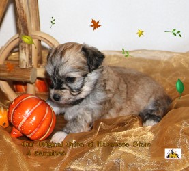 Our Original Orion of Havanese Stars - M. Seeberger