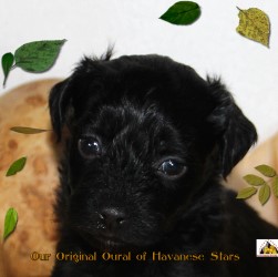chiot mle Our Original Oural of Havanese Stars - Marguerite Seeberger