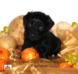 chiot Havanais noir marque blanche, 4 semaines Havanese Stars
