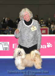 CH Helvetia's Paradis Best of Havanese Stars - Geneva Intl Show 15.11.2014