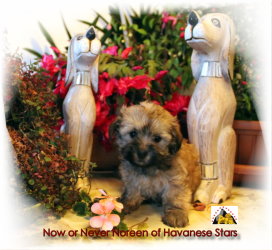 Havanese dogs Havanese Stars - M. Seeberger