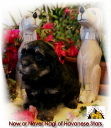 bichons havanais Havanese Stars - M. Seeberger