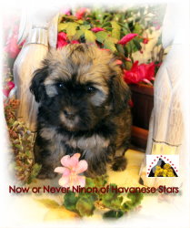 Chiots Havanese Stars - 6 semaines