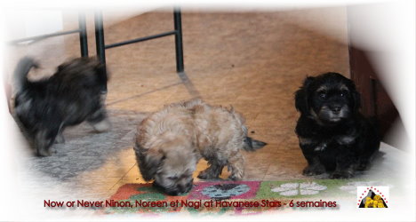 bichons Havanais 6 semaines Havanese Stars