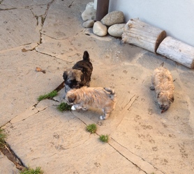 Havanese Stars - Marguerite Seeberger