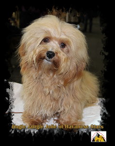 Jingle Jangle Jolie of Havanese Stars - femelle bichon havanais fauve