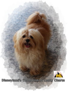Havanese rot rouge red Havanese Stars - M. Seeberger