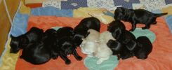 Premire en Suisse: 10 chiots dans une mme porte  bichon havanais  Havaneser