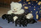 10 chiots de la mme porte - unique en Suisse dans cette race