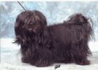 CH Queen's Dream Havanese Stars by Roberto