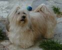 Champion d'Europe 1998 Echo dit Eden Havanese Stars in the Valais