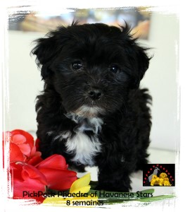 Havaneser Welpe 8 Woche - Havanese Stars M. Seeberger