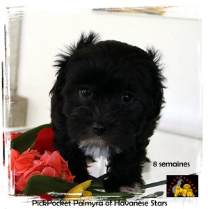 chiot bichon havanais 8 semaines - Havanese Stars M. Seeberger