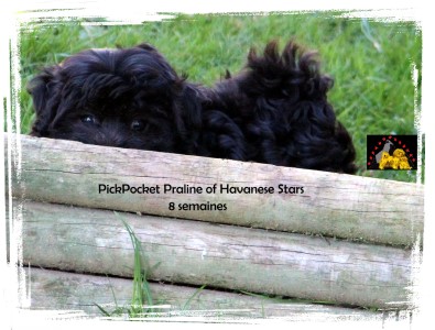 Havanese puppy 8 weeks old - Havanese Stars - Marguerite Seeberger