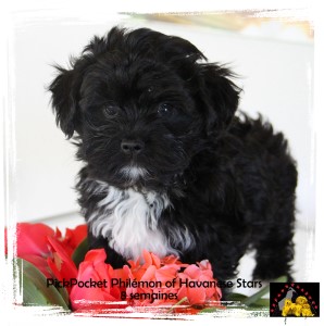 Havaneserwelpe 8 Wochen aus Zucht Havanese Stars