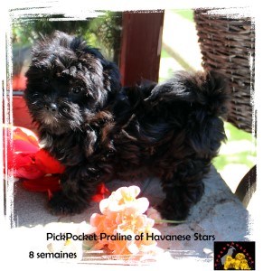 Havanese puppy in black - Havanese Stars