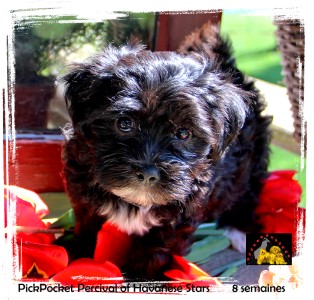 chiot bichon havanais Havanese Stars 8 semaines