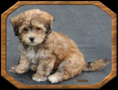 mle fauve clair charbonn Havanese Stars